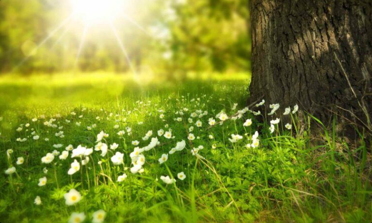 $SOL იზრდება 12,5%-ით და 44 დოლარს აჭარბებს, კრიპტო ანალიტიკოსი ვარაუდობს, რომ ის 58-60 დოლარამდე გაიზრდება